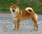 Shiba 9T075D-014